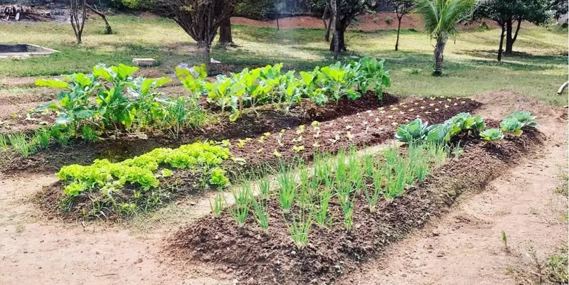 Horta com canteiros de folhas e temperos