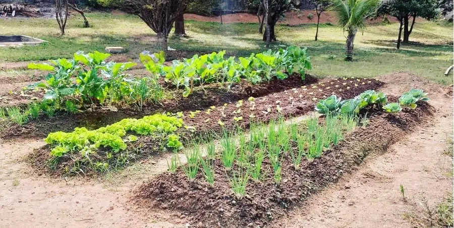 Horta cultivada pelos acolhidos em uma das unidades da rede, com canteiros de folhas e temperos